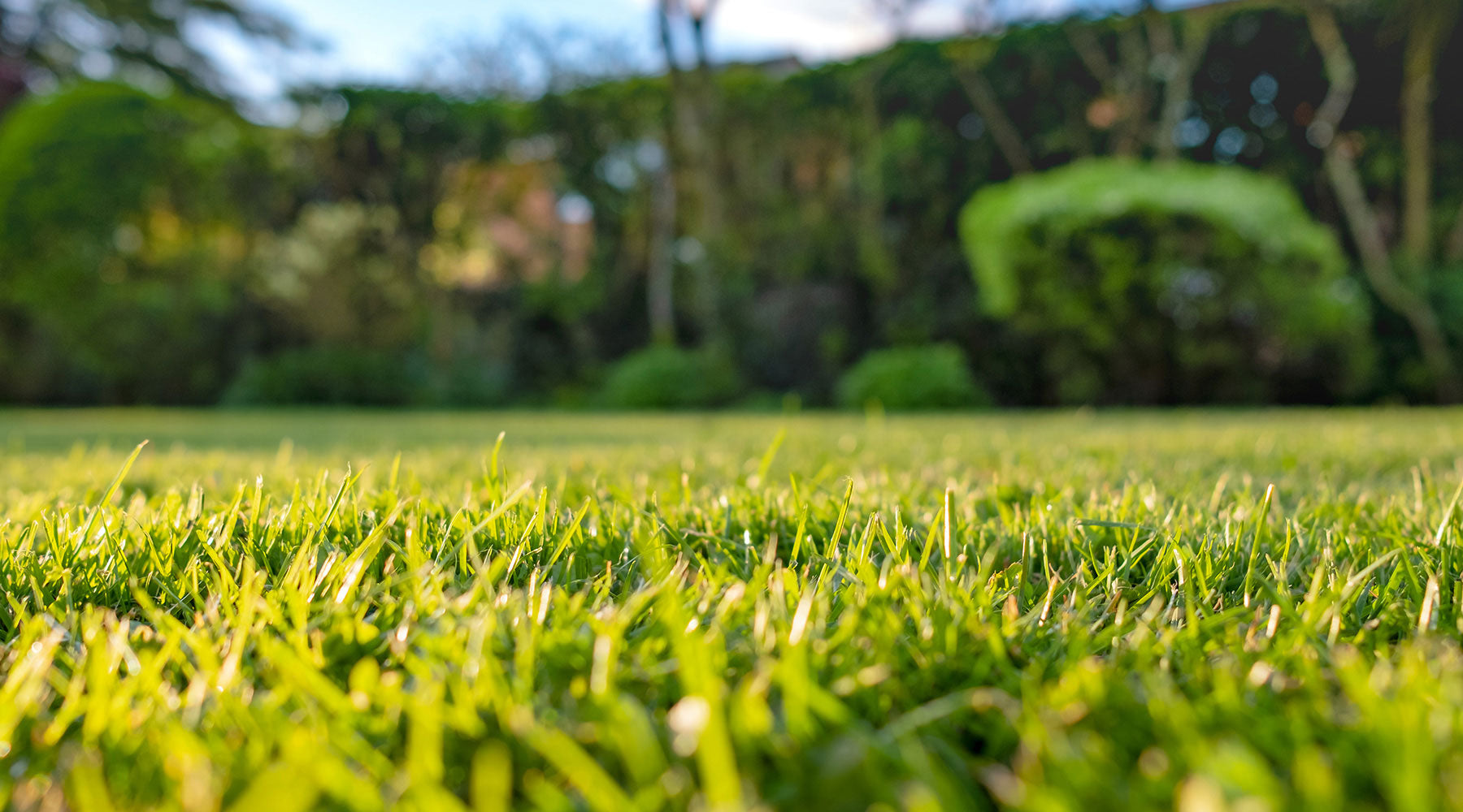 Perfekt gepflegter Rasen - ein Ziel von vielen Garten Besitzern.